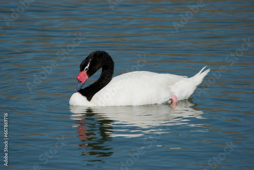 Fototapeta Naklejka Na Ścianę i Meble -  Cisne de cuello negro, Cygnus melancoryphus.