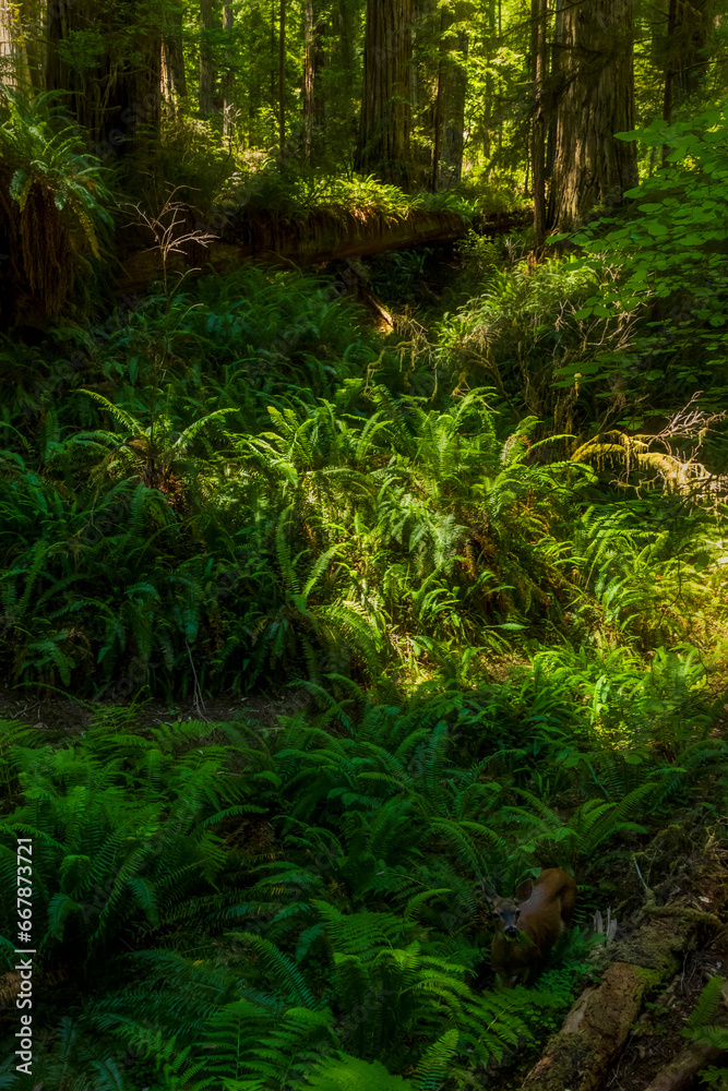 Obraz premium a black tailed deer meandering on the fern covered Redwood national park in northern California