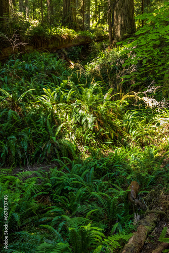 a black tailed deer meandering on the fern covered Redwood national park in northern California 