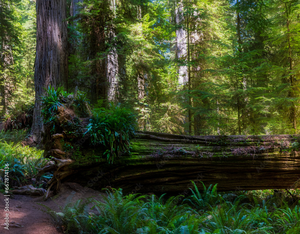 Obraz premium hiking trails along the towering redwood trees in the Redwood Forest national park and State Parks in Northern California.
