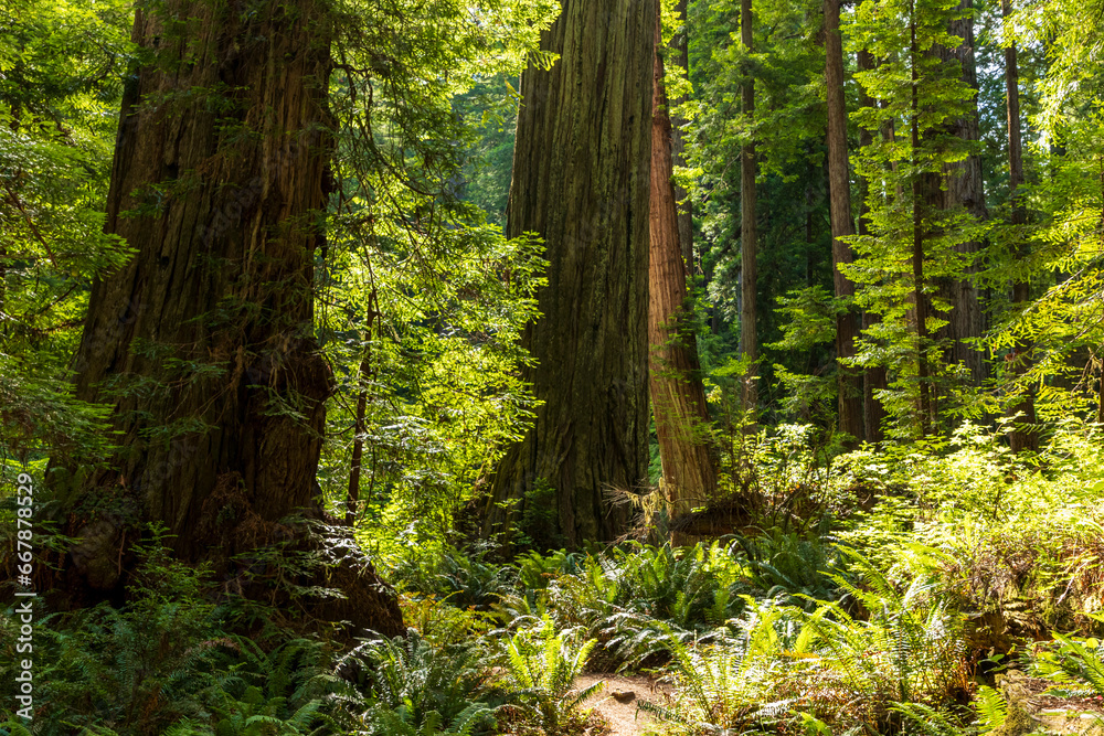 Naklejka premium towering massive redwood trees in Redwood National Park and state parks in northern California .