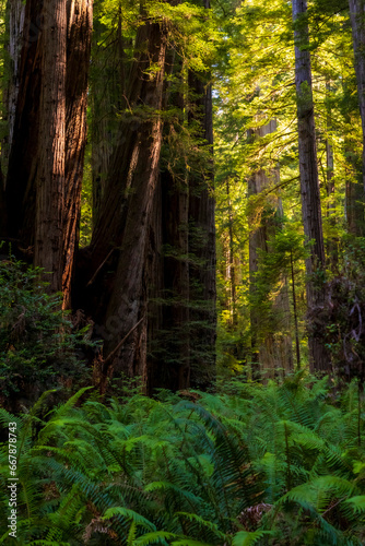 towering massive redwood trees in Redwood National Park and state parks in northern California .