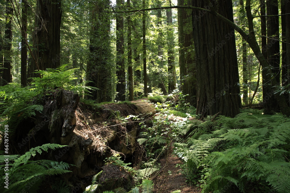 massive and towering redwood trees in the Avenue of the Giants in northern California