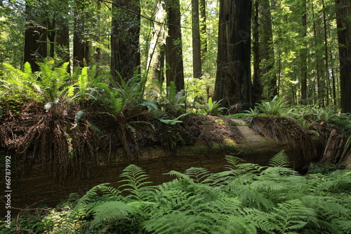 massive and towering redwood trees in the Avenue of the Giants in northern California