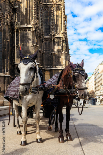 Horse drawn carriage near St. Stephen's Cathedral in Vienna, Austria. Traditional touristic transport attraction in Vienna