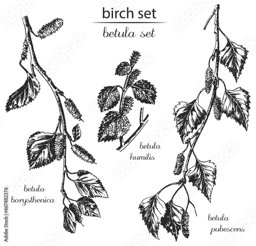 birch set, birch monochrome, birch black and white. Latin name betula borysthenica, betula humilis, betula pubescens