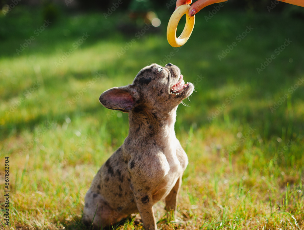 Obraz premium Cute small gray-colored French bulldog puppy sitting on grass and looking up at a yellow round toy. A pet owner playing with a dog