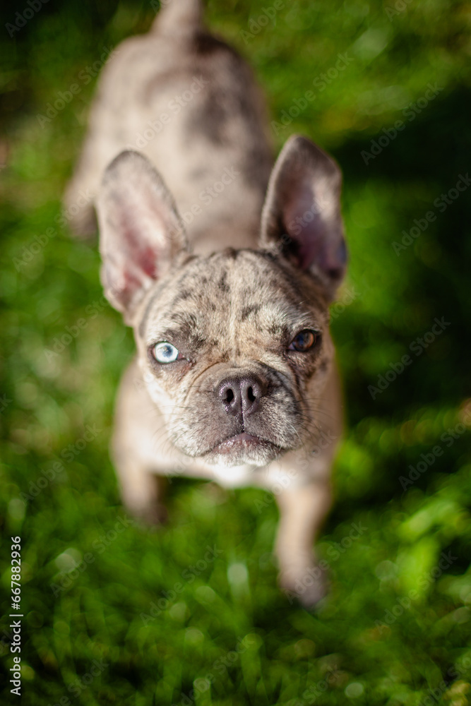 A closeup portrait of a small French bulldog with different colored eyes. A dog with blue and brown eyes