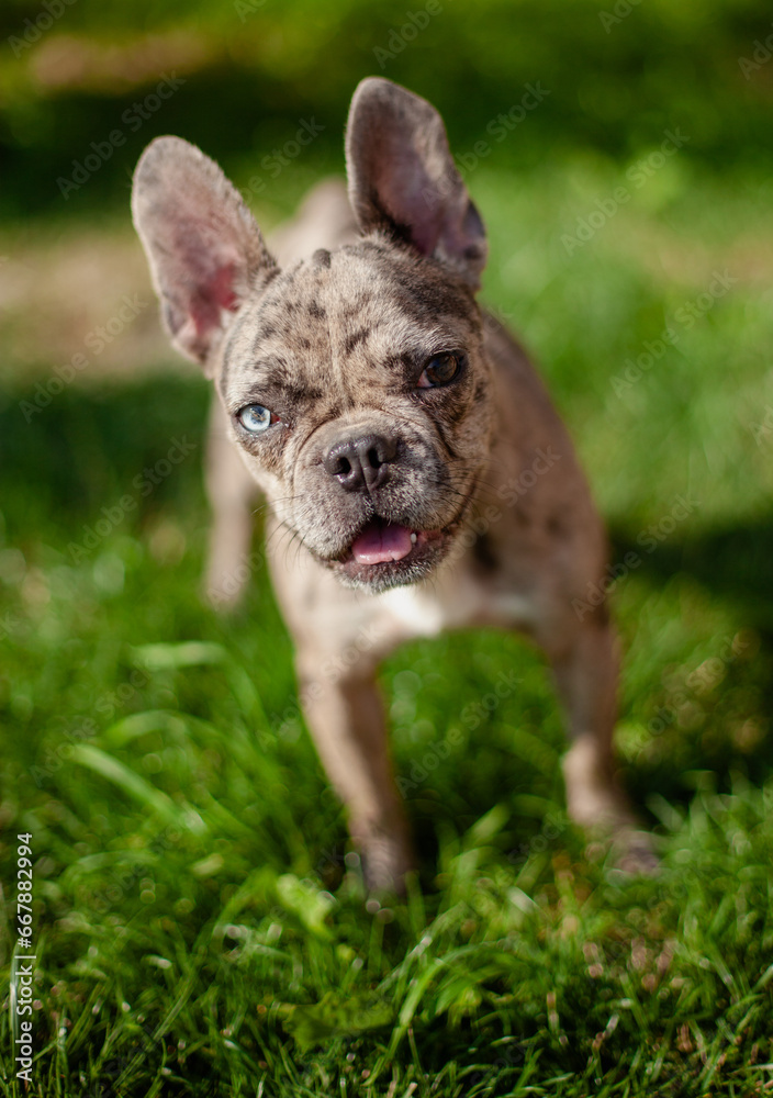 Closeup portrait of an adorable small puppy french bulldog with different coloured eyes standing on a green grass. Dog with blue and brown eyes