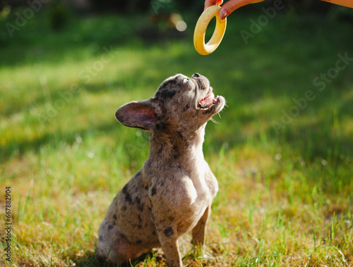 Cute small gray-colored French bulldog puppy sitting on grass and looking up at a yellow round toy. A pet owner playing with a dog