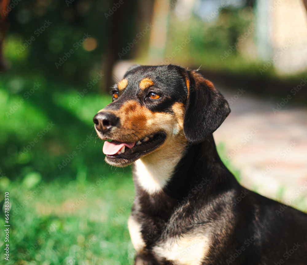 Closeup portrait of an adult smart dachshund dog looking straight and sitting on grass with a tongue sticking out