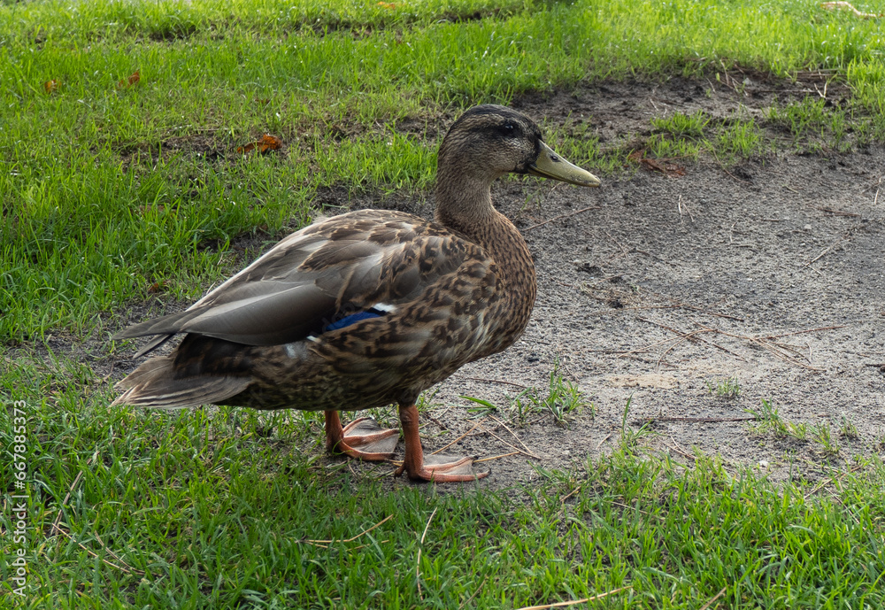 Fototapeta premium A duck in the park