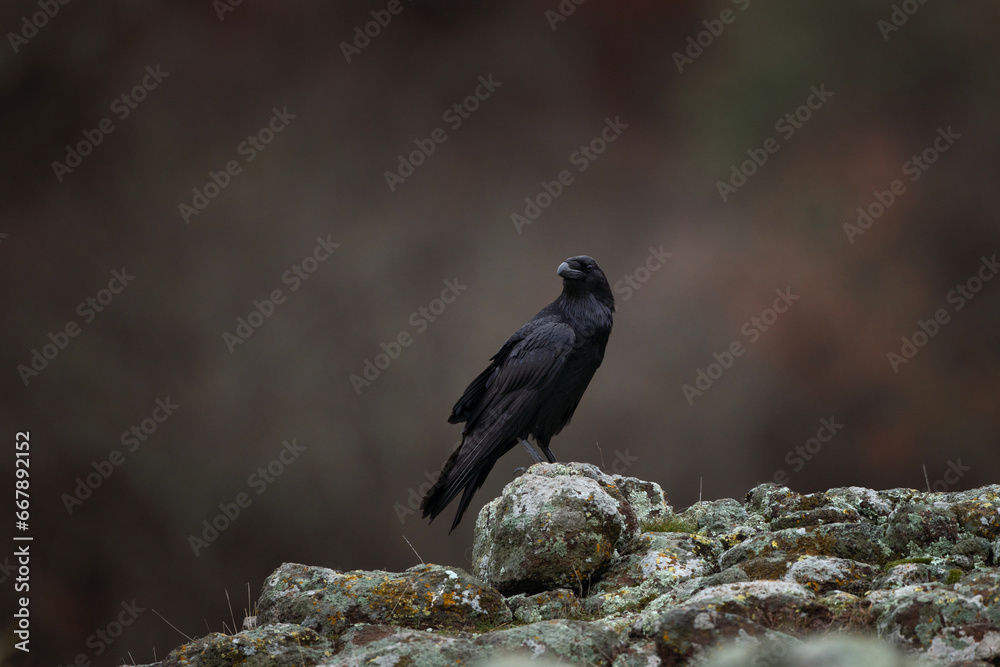 Fototapeta premium Common raven in Rhodope mountains. Flock of raven on the rock. Ornithology in Bulgaria mountains. Black birds in europe nature. 