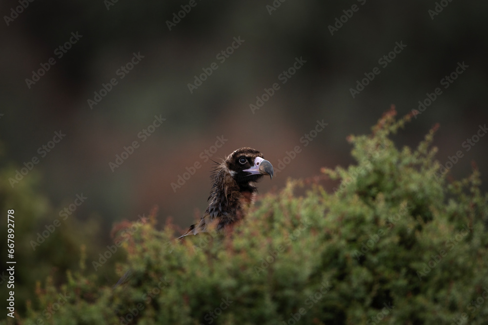 Reintroducing cinereous vulture in Rhodope mountains. Black vulture on the top of Bulgaria mountains. Ornithology during winter time. Reintroducing cinereous vulture in Rhodope mountains. Black vulture on the top of Bulgaria mountains. Ornithology during winter time.