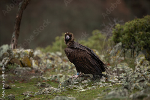 Reintroducing cinereous vulture in Rhodope mountains. Black vulture on the top of Bulgaria mountains. Ornithology during winter time. 