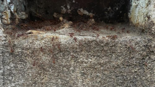 Ants building an anthill teamwork concept