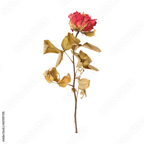 Dry dead rose flower stem isolated on transparent background