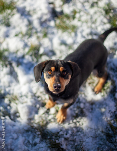 Closeup portrait of an adult dachshund dog looking up and standing on snowy grass in a park