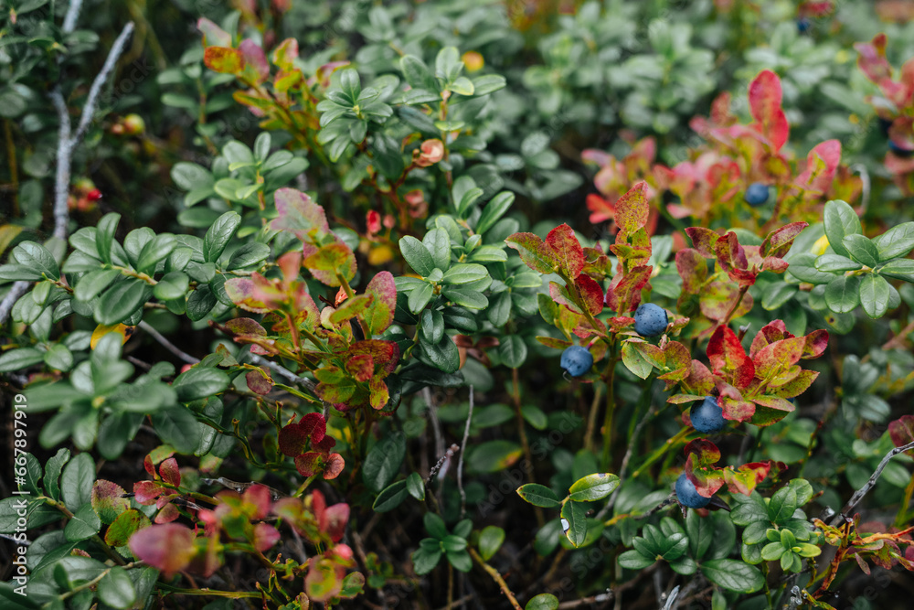 Blueberries growing in the forest Norway