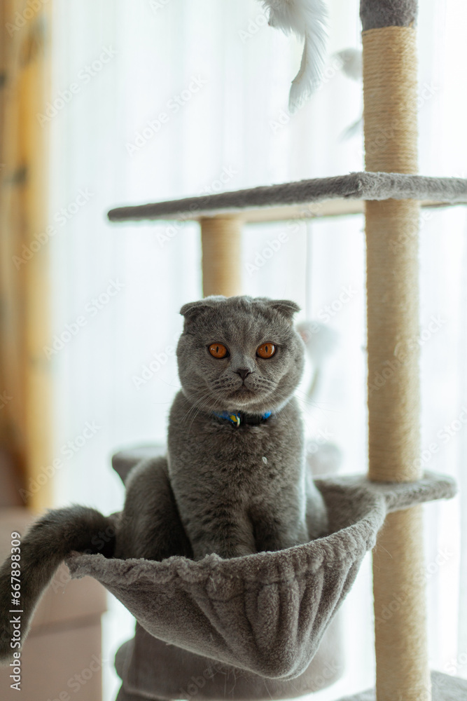 Portrait of a grey Scottish Fold cat with orange eyes sitting on a cat tree beside the windows