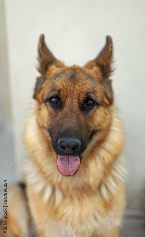 Portrait of a female German Shepherd with an open mouth showing her tongue