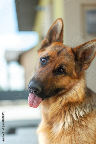 Funny female German Shepherd dog looking into a camera and showing her tongue.