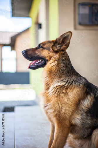 Female German Shepherd dog sitting on a porch. Brave dog looking straight