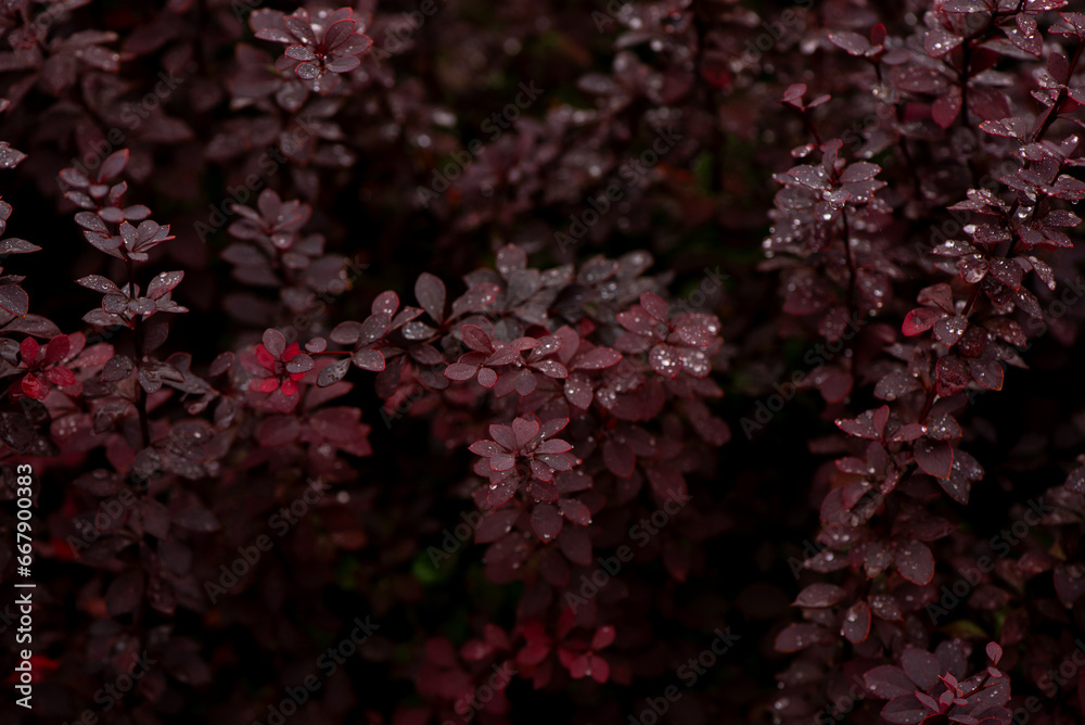 Autumnal background with bright burgundy color leaves of Barbaris. Fall seasonal nature background in dark moody, low key. Autumnal background with bright burgundy color leaves of Barbaris. Fall seasonal nature background in dark moody, low key.