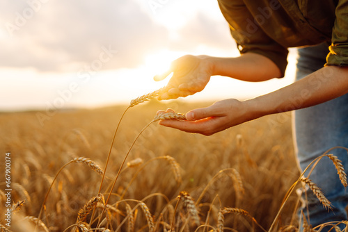 Beautiful woman farmer checks the quality of wheat. She touches the ears of wheat to assure that the crop is in good condition. Agriculture, gardening or ecology concept.