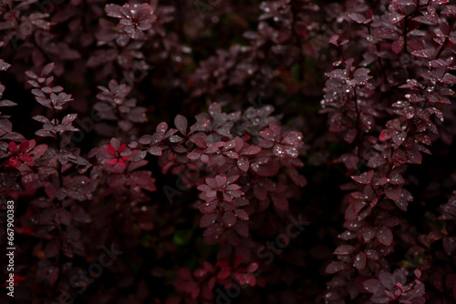 Autumnal background with bright burgundy color leaves of Barbaris. Fall seasonal nature background in dark moody  low key.