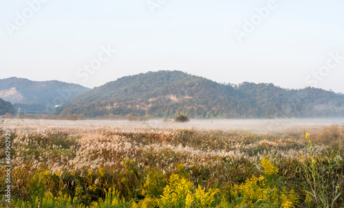 물 안개가 피어오르는 나주 영산강 죽산보 부근의 억새밭