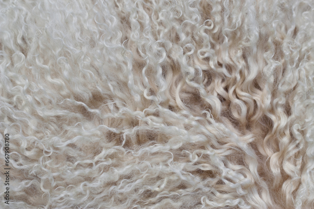 close up of beige lamb curly fur close up of beige lamb curly fur