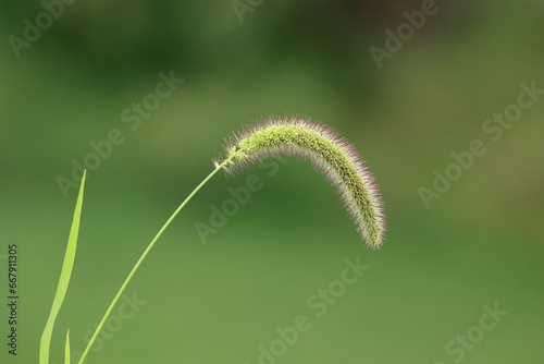 An individual bristle grass foxtail in early autumn