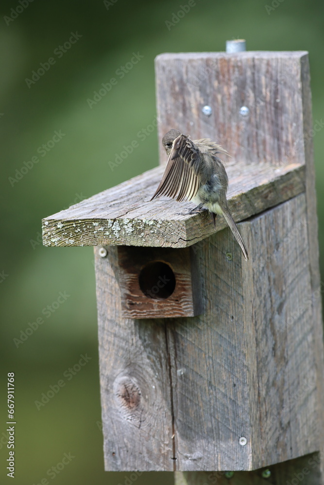 Naklejka premium An eastern phoebe peeking out from behind its wing