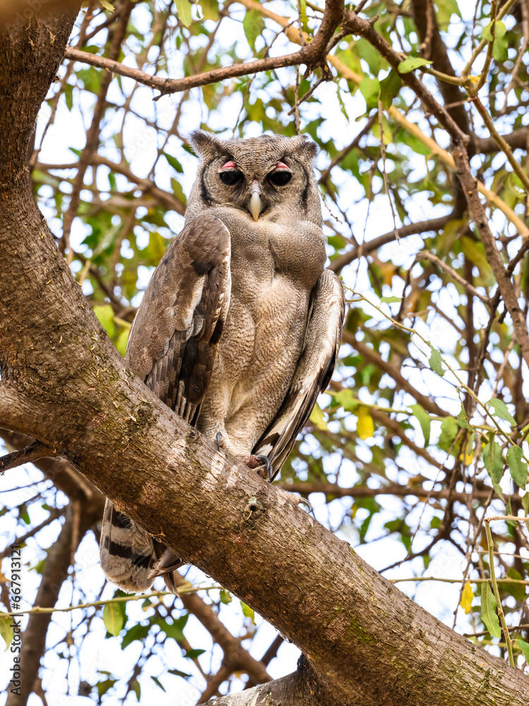 Verreaux`s Eagle Owl, portrait of beautiful large owl from African forests ,lake Victoria, Tanzania Verreaux`s Eagle Owl, portrait of beautiful large owl from African forests ,lake Victoria, Tanzania