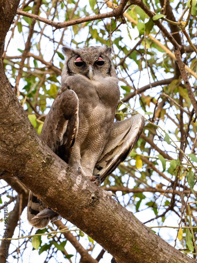 Fototapeta premium Verreaux`s Eagle Owl, portrait of beautiful large owl from African forests ,lake Victoria, Tanzania