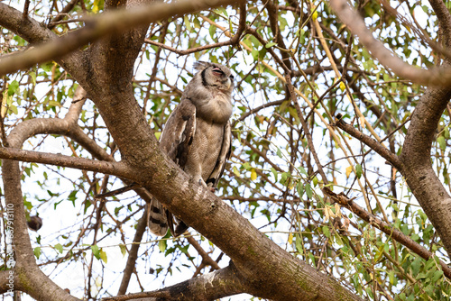 Verreaux`s Eagle Owl, portrait of beautiful large owl from African forests ,lake Victoria, Tanzania photo