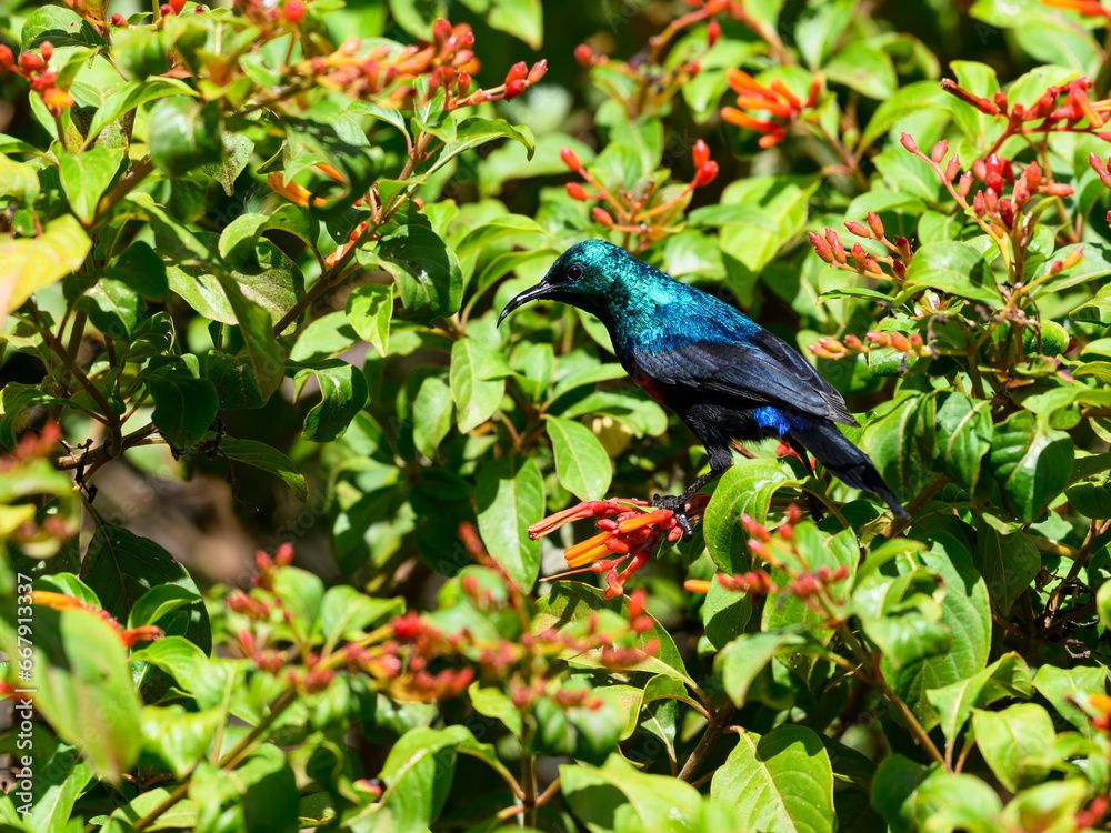 Obraz premium Red-chested Sunbird on tree branch against green background