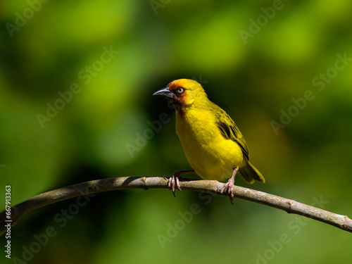 Northern Brown-throated Weaver portrait on shrub against green background