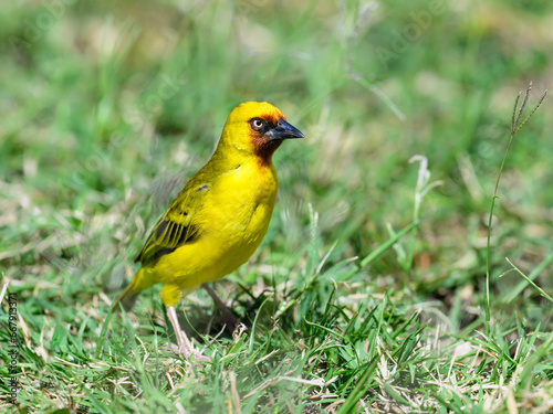 Northern Brown-throated Weaver portrait on grass against green background