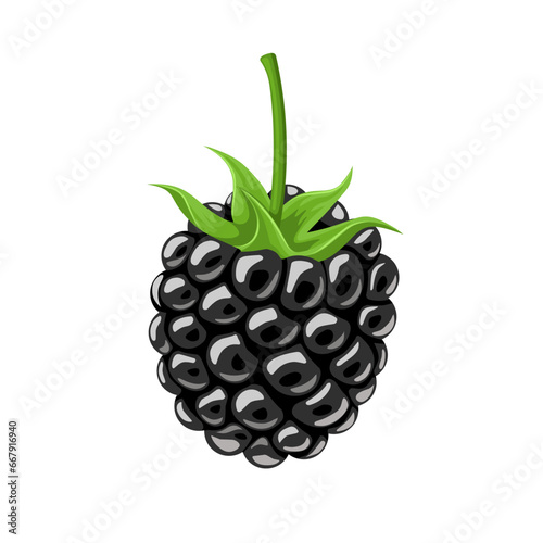 vector illustration, blackberry isolated white background.