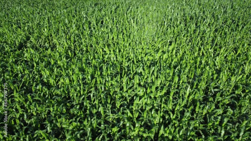 Cornfield aerial view. Agricultural field aerial view. Sustainable organic agriculture. Green corn field. Global food crisis concept.