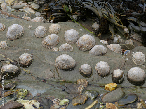 Napfschnecken Patellidae auf Steinen an der Küste der Roseland Halbinsel bei Falmouth England photo