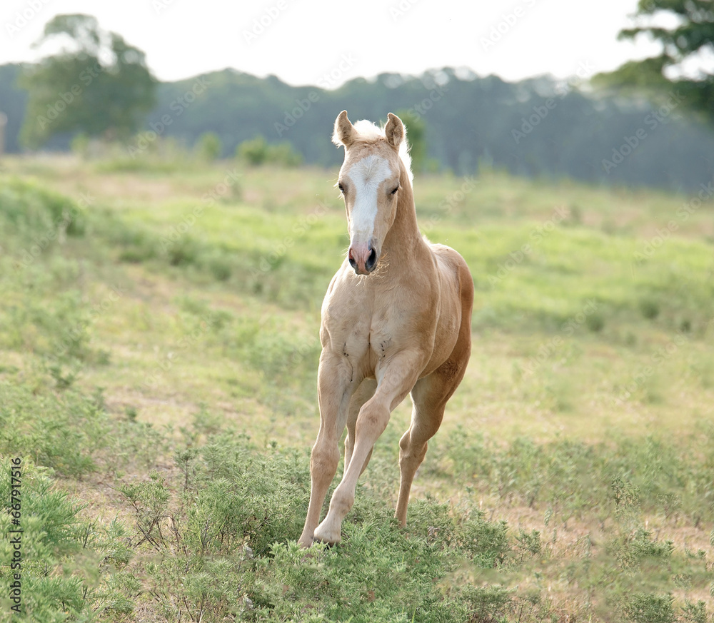 Foal running