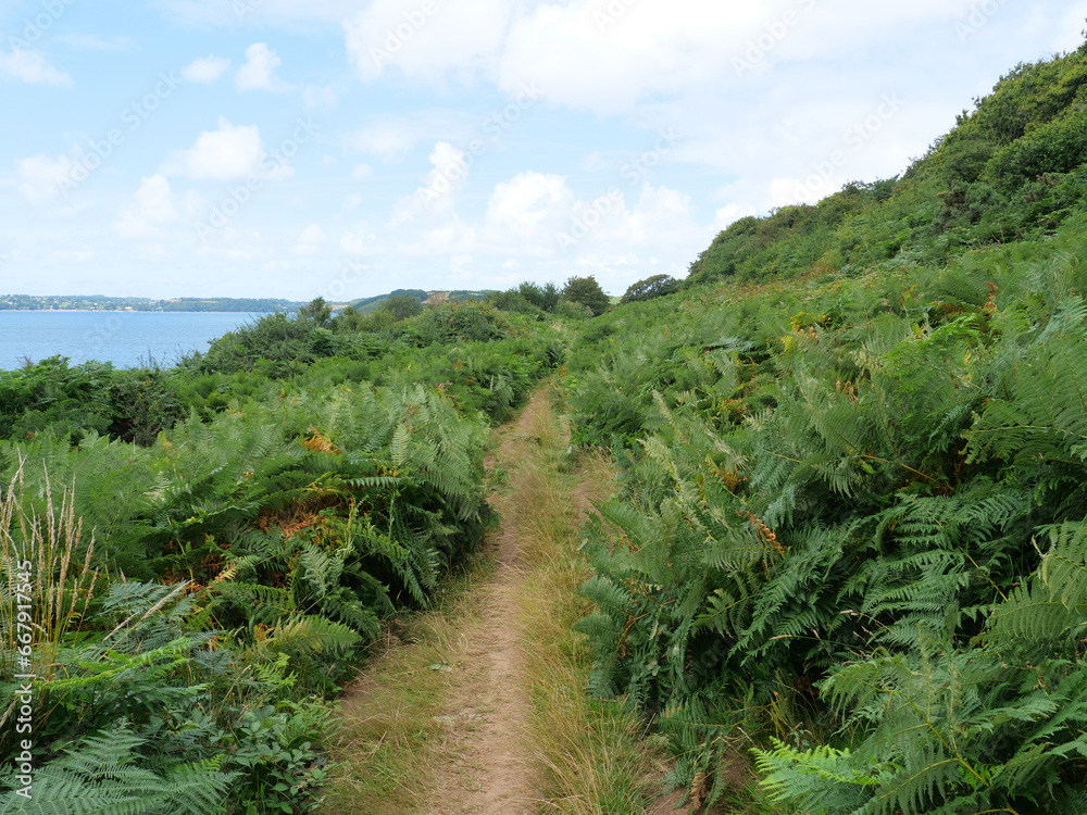 Küstenweg zwischen dichten Farnen von St. Mawes nach St. Just auf der Roseland Halbinsel Cornwall England Küstenweg zwischen dichten Farnen von St. Mawes nach St. Just auf der Roseland Halbinsel Cornwall England