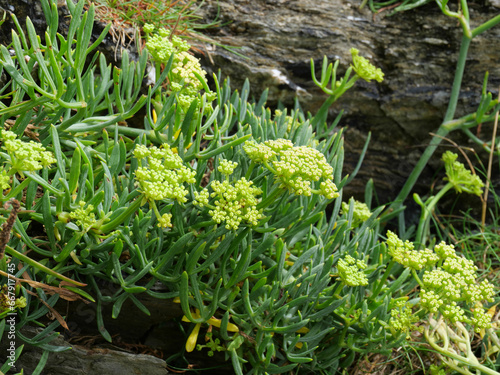 Meerfenchel Crithmum maritimum als typisches Florenelement der Salzwiesen auf den Felsen Felsen an der Küste unterhalb des St Mawes Castle auf der Roseland Halbinsel in Cornwall photo