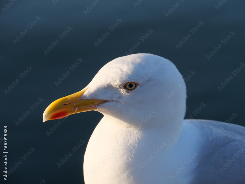 Portrait einer Silbermöwe Larus argentatus in Falmouth, Cornwall, England Portrait einer Silbermöwe Larus argentatus in Falmouth, Cornwall, England