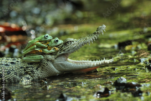 a crocodile, a frog, a crocodile and two cute frogs on his head 
