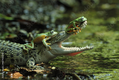 a crocodile  a frog  a crocodile and two cute frogs on his head 