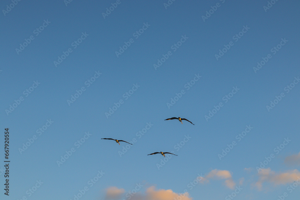seagulls in flight miami beach